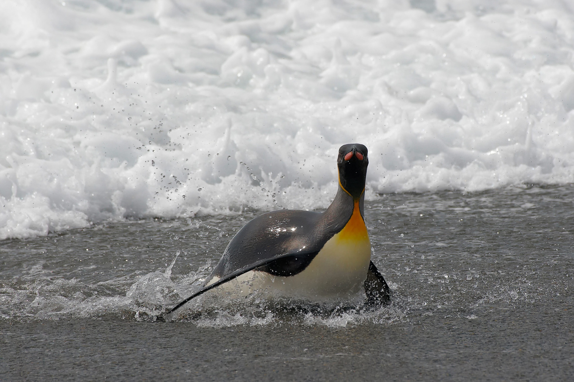 Königspinguin, St. Andrews Bay